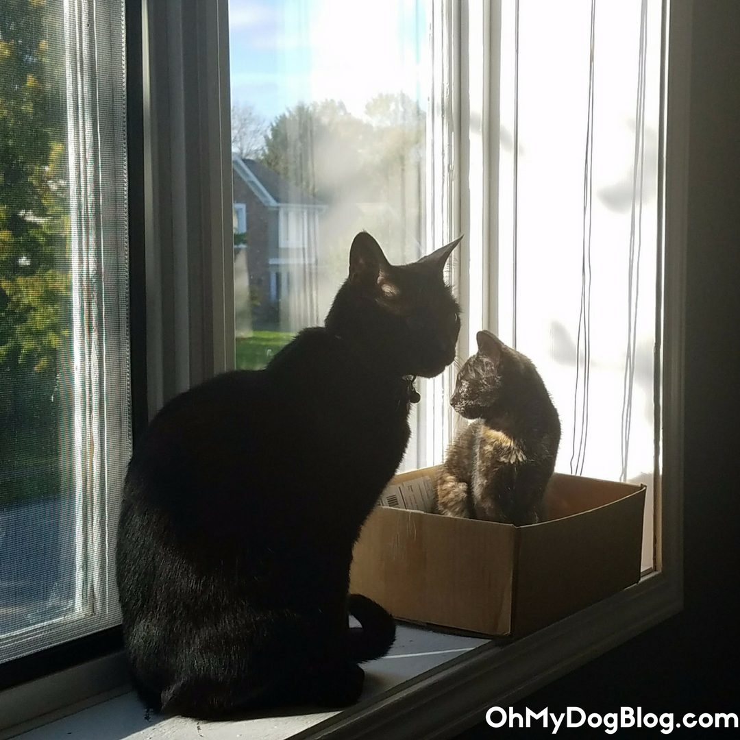Introducing cats- How Ripley and Newt became BFFs