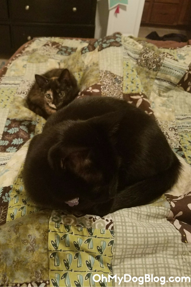 Ripley tries to snuggle Newtie