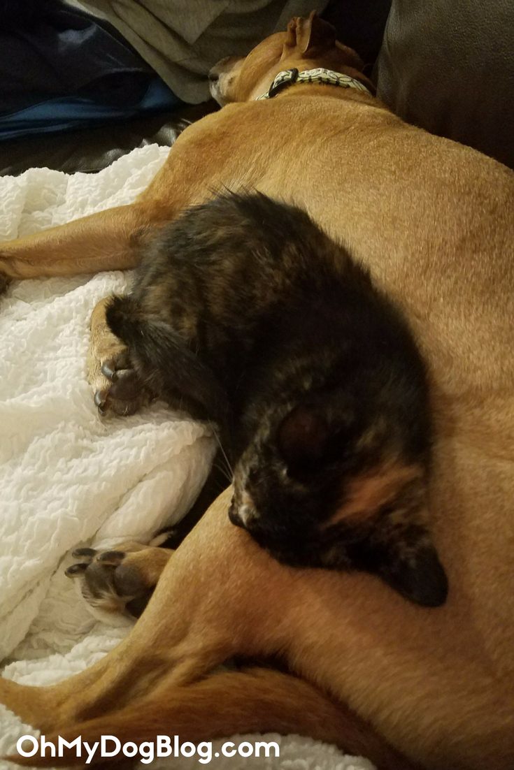Why did you adopt a kitten_ Apparently for our dog!