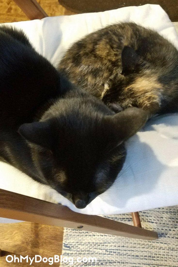 Why we adopted a kitten_ Newt's take on Ripley