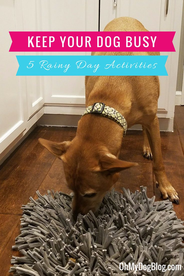 How to Keep Your Dog Busy on a Rainy Day_ 5 Indoor Activities