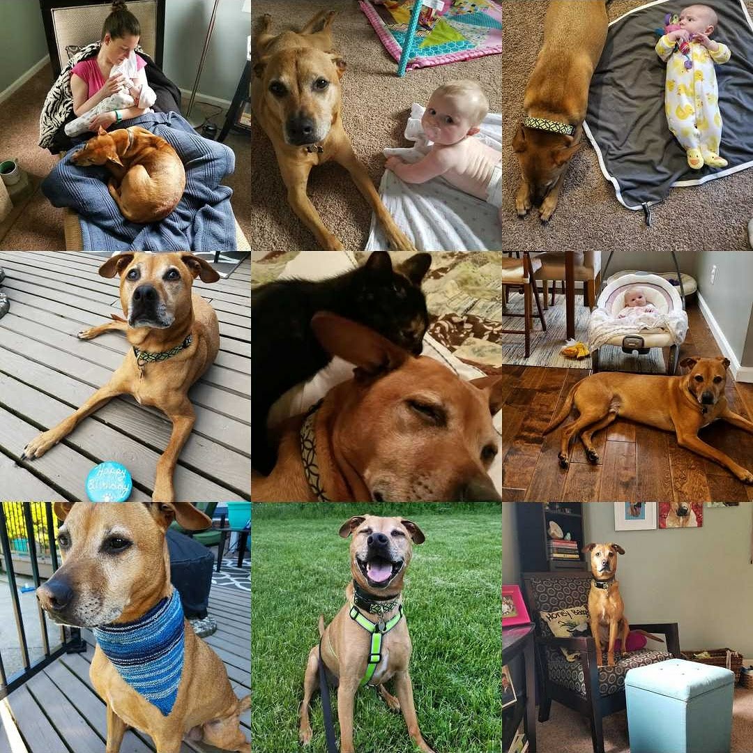 2018 Pet Blogger Challenge_OhMyDogBlog.com