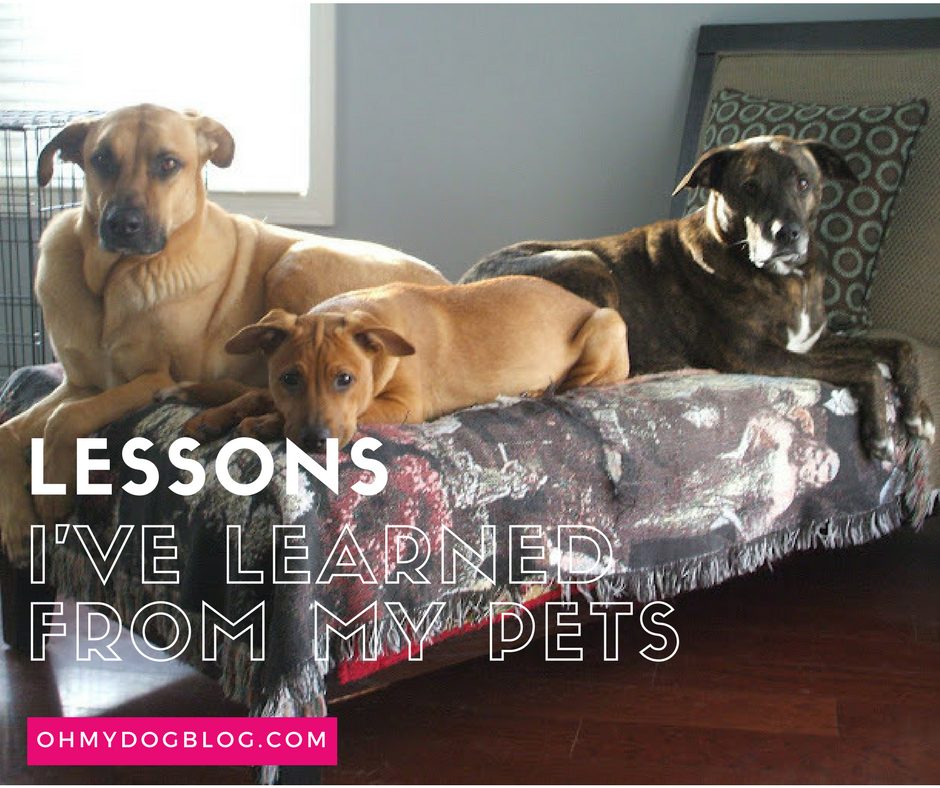 Lessons I've learned from my pets