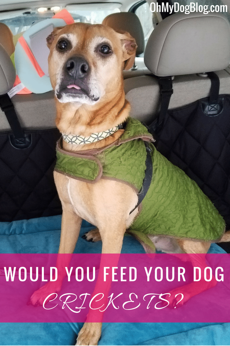 Would you feed your dog crickets_