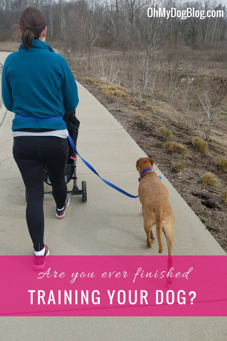 Are you ever done training your dog_ Is your dog ever _trained__