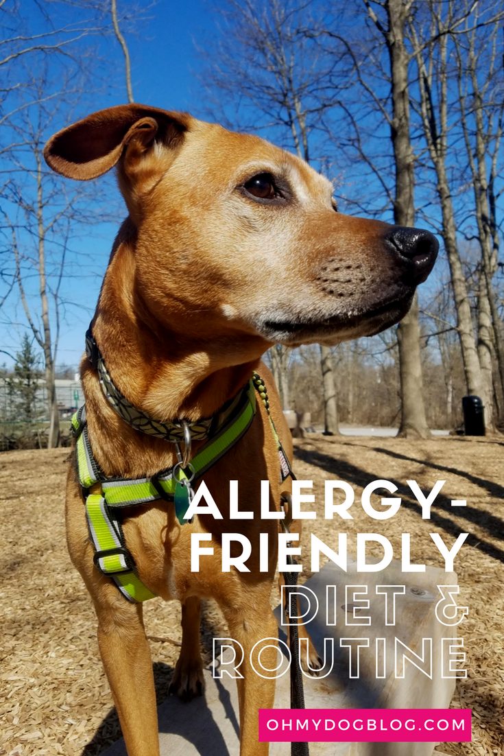 Cooper's Allergy-Friendly Diet, Routine, and IHT Update