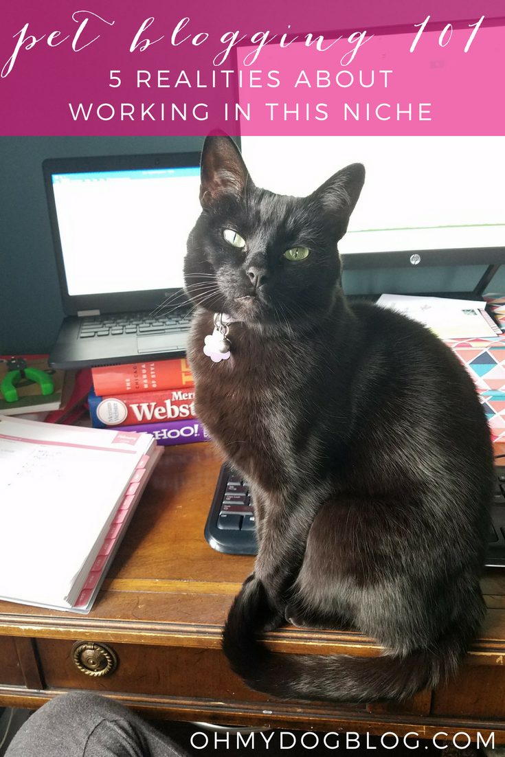 Pet Blogging 101_ Part 2