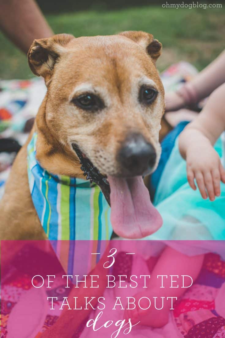 The 3 Best TED Talks About Dogs