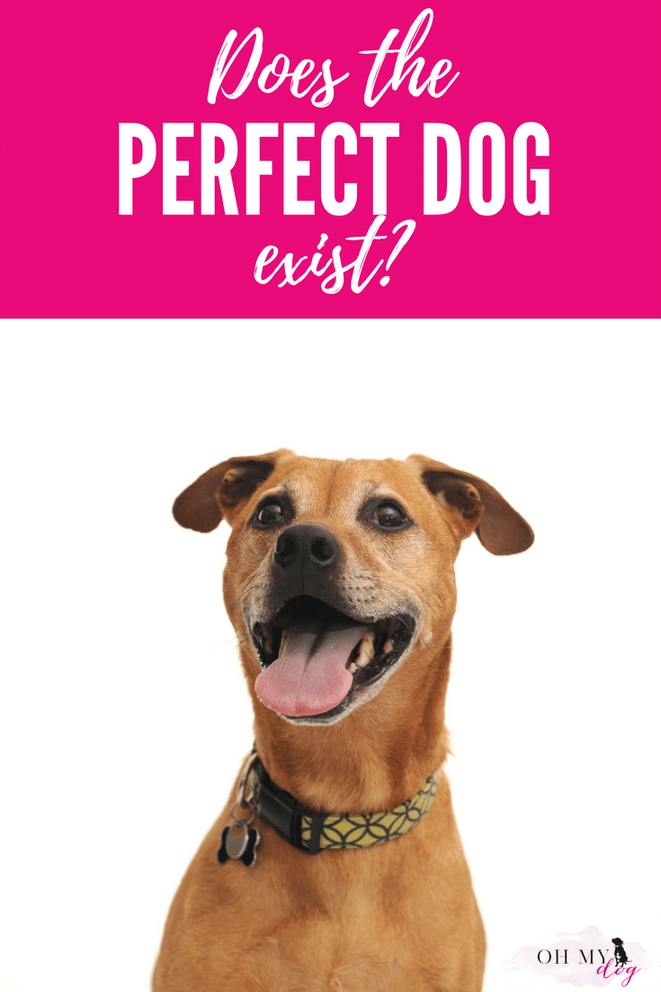 Is there a such thing as a perfect dog? (Spoiler alert: There is! And he's probably asleep at your feet right now!)