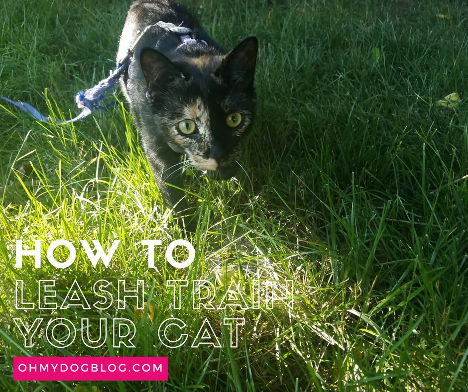 Train Your Cat to Walk on a Leash_ Outdoor Safety for Indoor Cats (1)