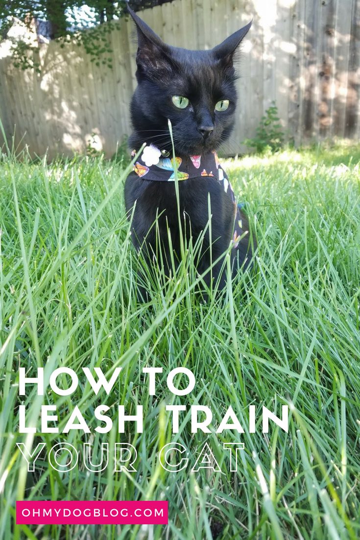 Train Your Cat to Walk on a Leash_ Outdoor Safety for Indoor Cats