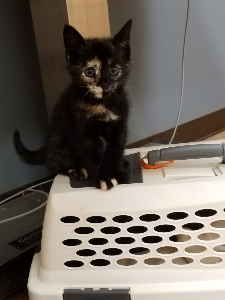 Silly Ripley September 2017