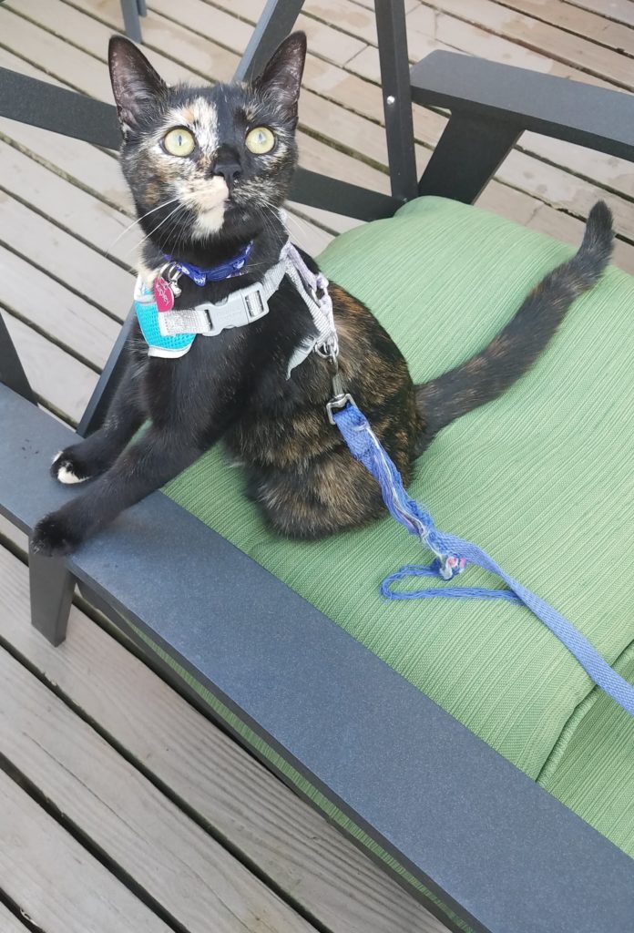 Ripley in August 2018
