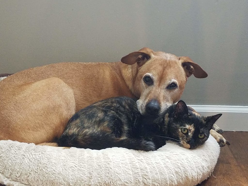 Cooper and Ripley cuddle September 2018