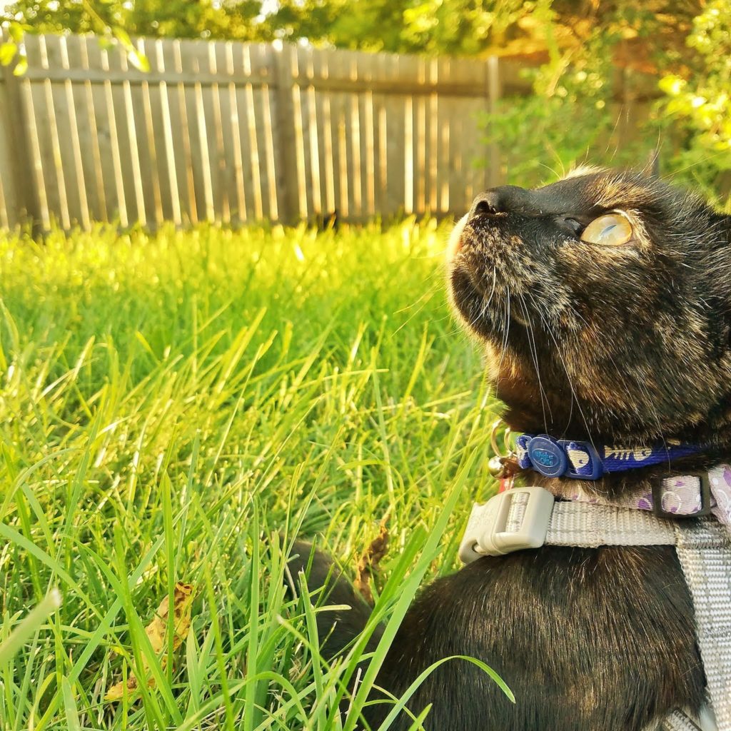 Ripley August 2018