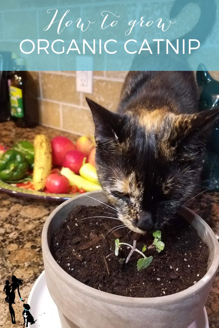 How to Grow Your Own Catnip