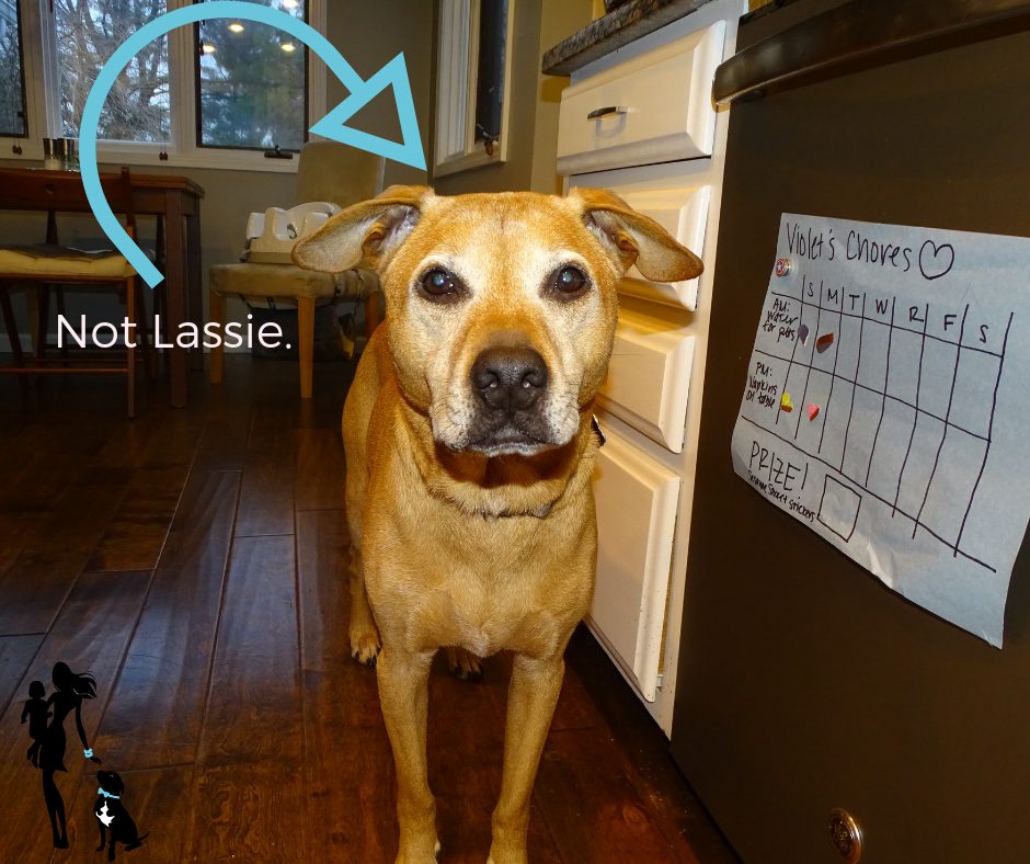 Is my dog basically Lassie?