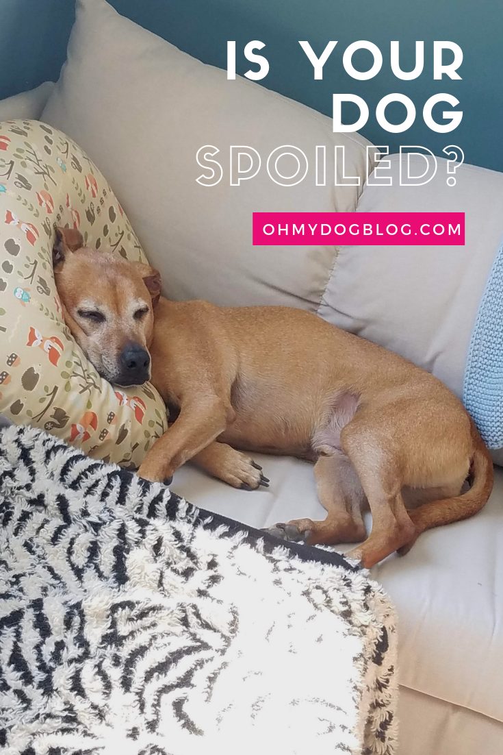 Is your dog spoiled?