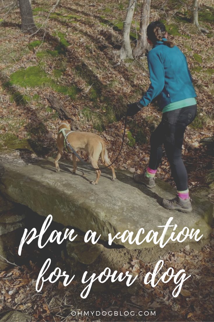 Dog-Friendly Vacations_ Plan your trip around your pup!