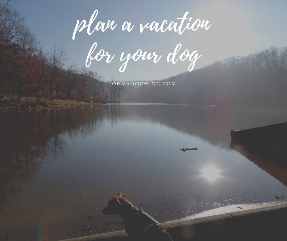Plan a vacation for your dog