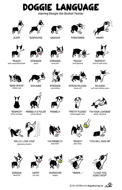 Boogie: DOGGIE LANGUAGE ©2011 Lili Chin