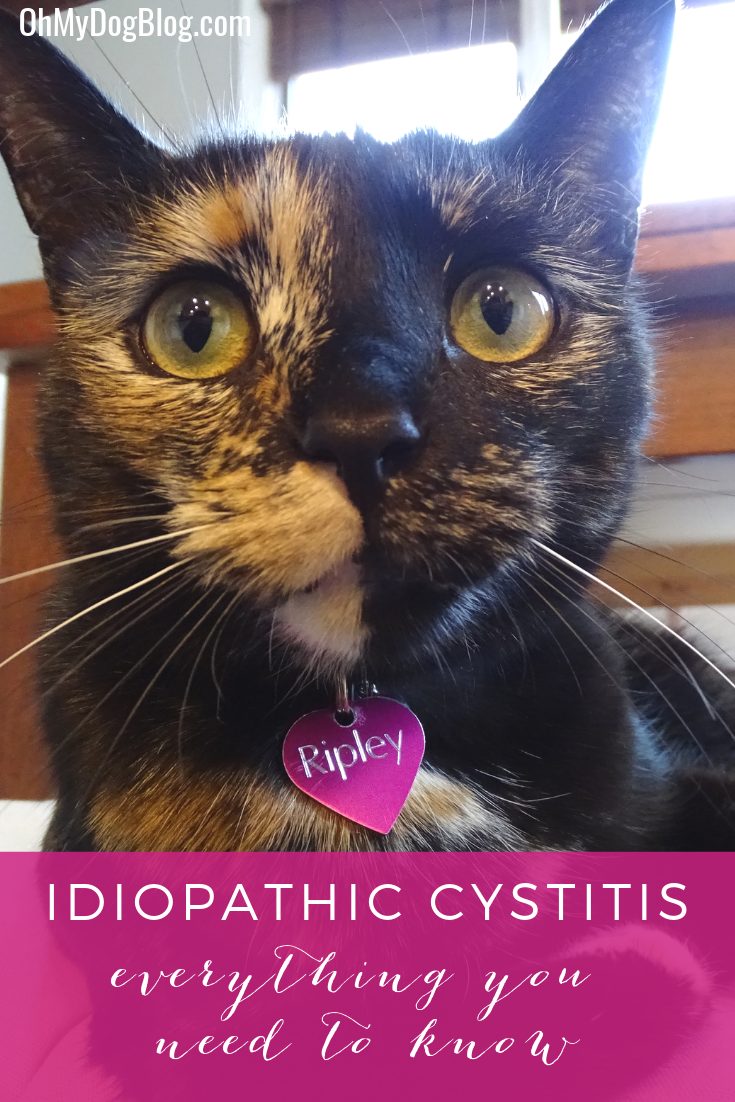 Everything You Need to Know about Feline Idiopathic Cystitis