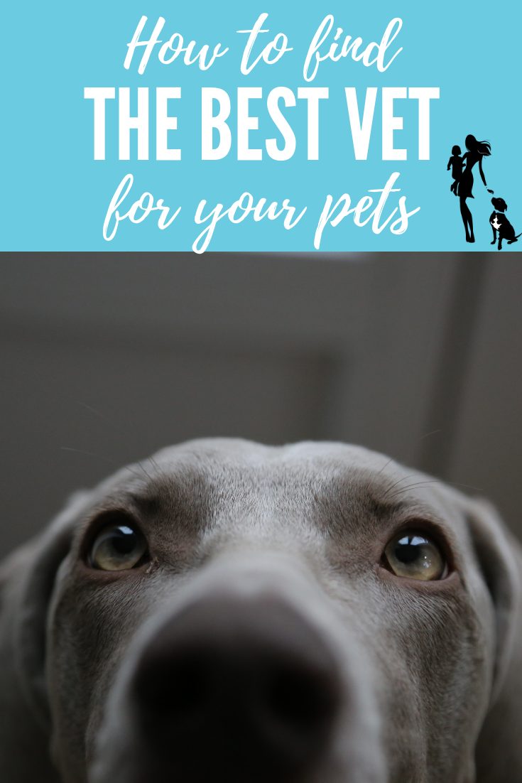 Finding a Veterinarian: How to choose the perfect vet for your family