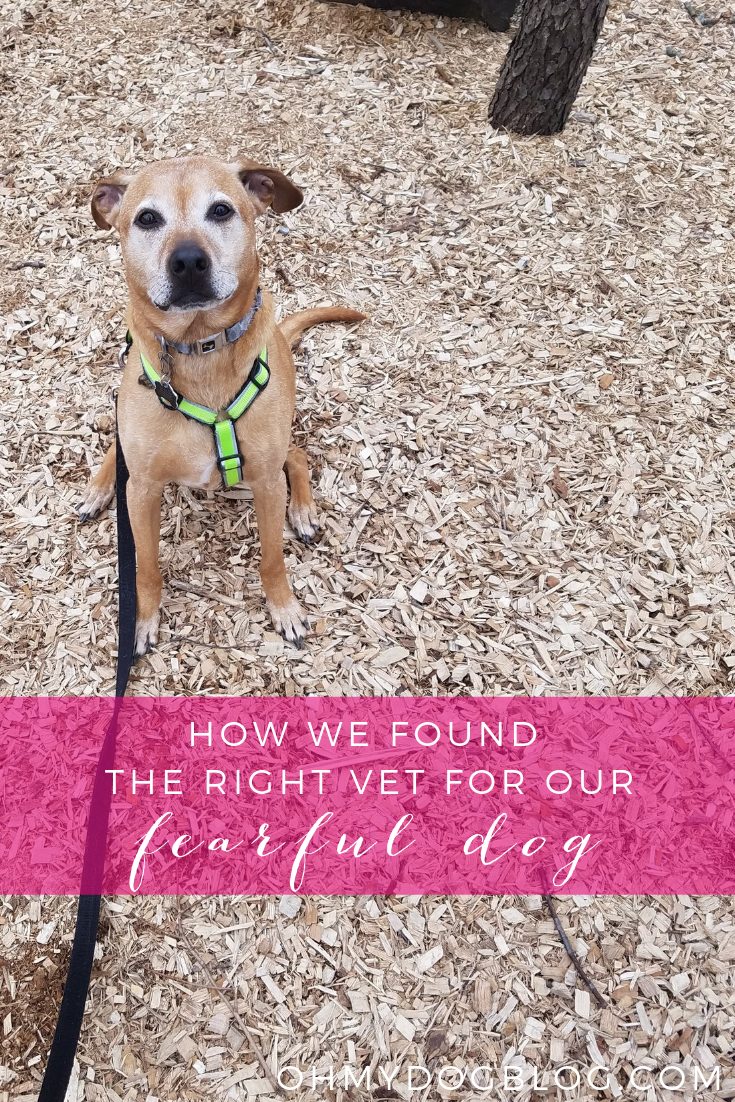 How We Found the Right Vet for Our Reactive Dog