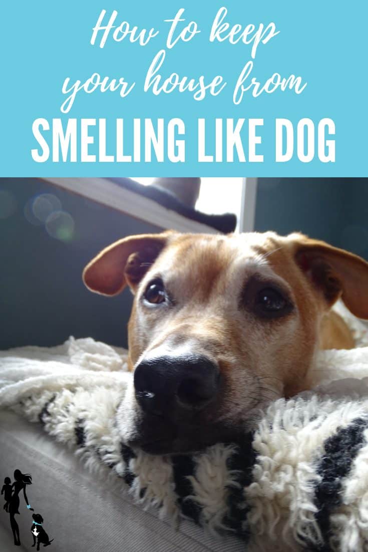 A closeup of a red pit bull mix who is going a bit gray in the face. His big brown eyes are gazing up. His nose is resting on a black and white zebra-print blanket on top of a white sofa. The text overlay reads: How to keep your house from smelling like dog