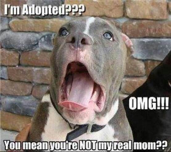 What Pet Adoption memes get WRONG