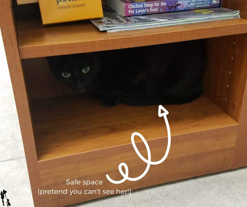 What is a Cat Friendly Practice? And does my cat need to go to one? This post explores what a CFP is and what makes it valuable. 