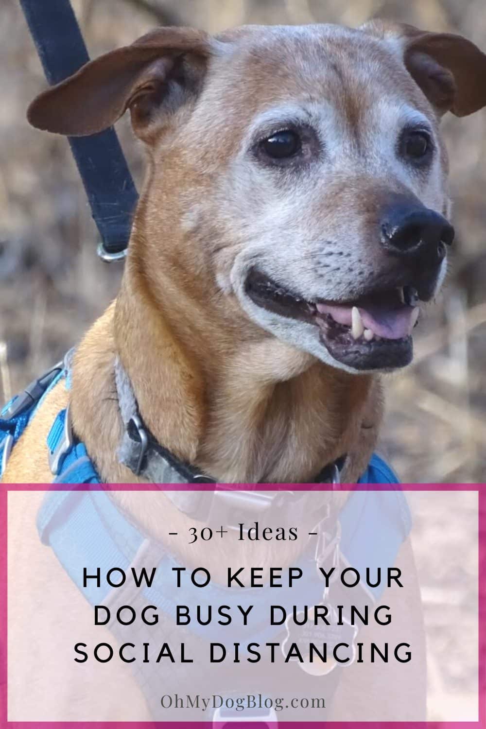 Practicing recall with Cooper is one of 30+ ways to keep busy during social isolation