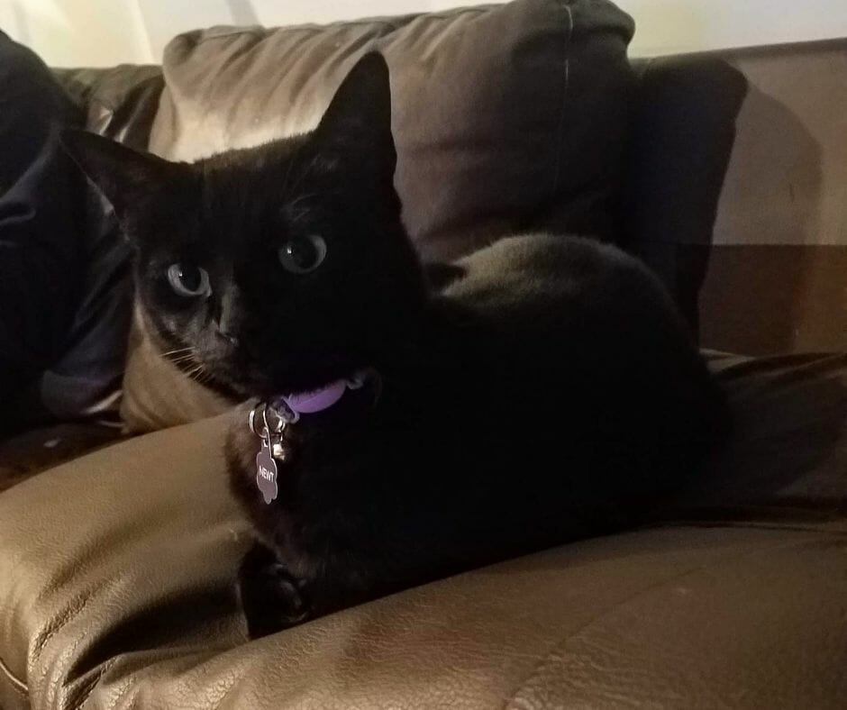 A black cat perched on a brown sofa