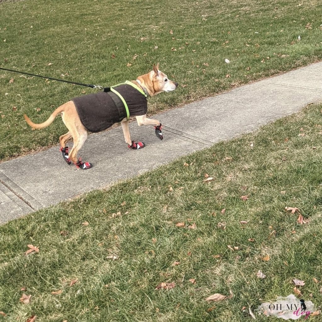 A pit bull mix in a brown jacket and red boots run along a sidewalk.