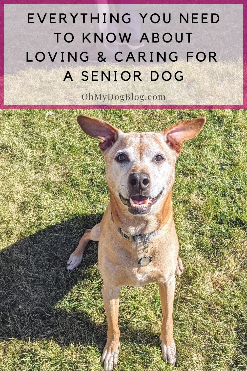 A tan American Staffordshire Terrier mix sits in the grass with the sun shining. His face and feet are gray with age. The text overlay reads: Everything you need to know to know about loving & caring for a senior dog.