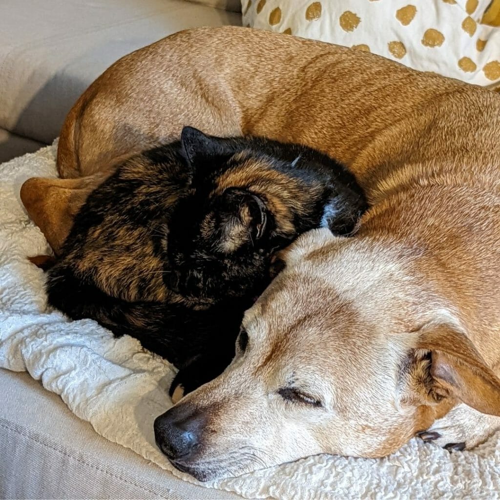 A red pit bull mix with a gray face curls up on a beige sofa with a tortoiseshell cat.  