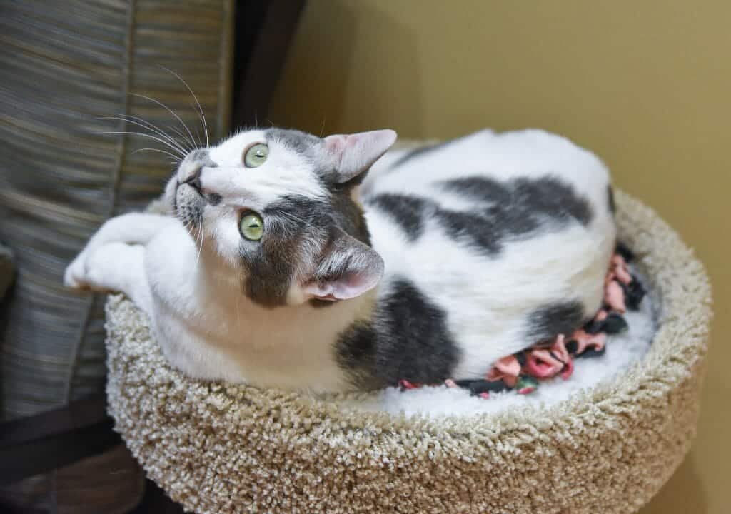 A white cat with black markings and green eyes lounges on top of a carpeted cat tree.