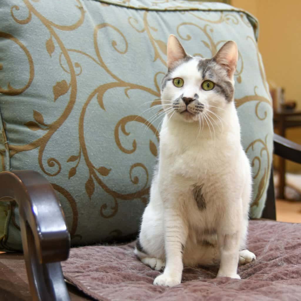 A white cat sprinkled with black and gray markings sits on the seat of a blue and gold armchair. He lives at Tabby's Place, a sanctuary for cats.