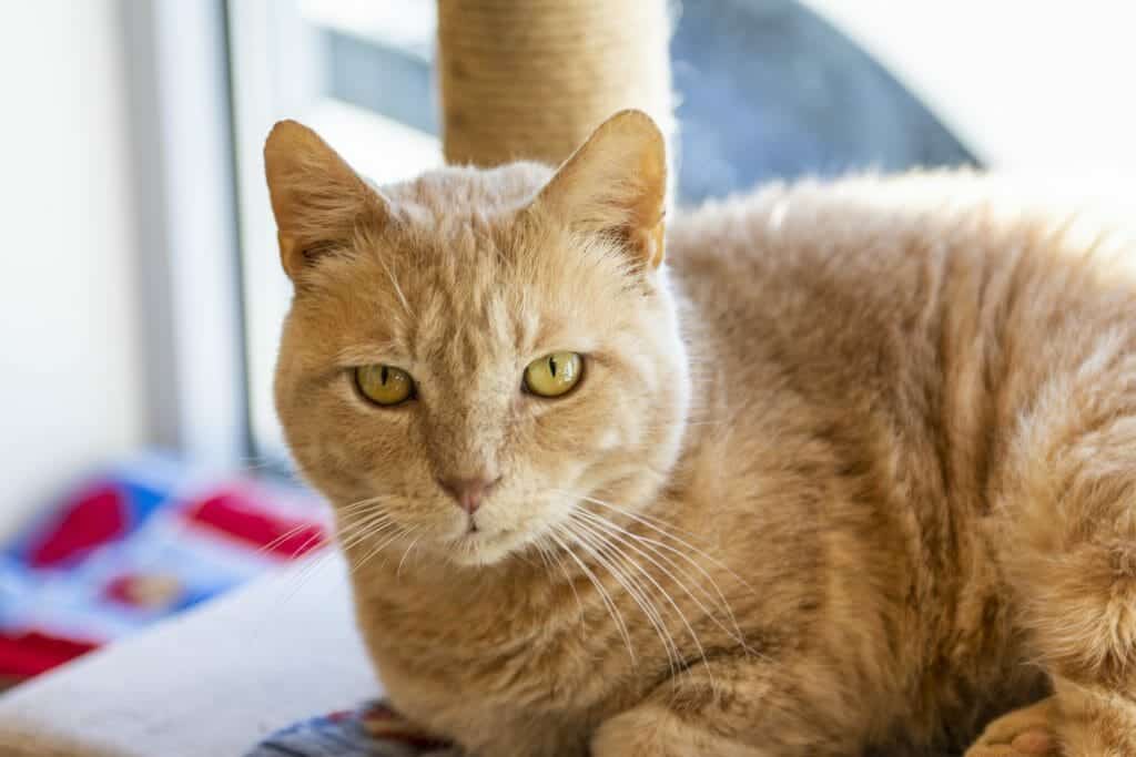 An orange cat sits at the base of a sisal cat tree. He has pale green-yellow eyes and long, white whiskers.