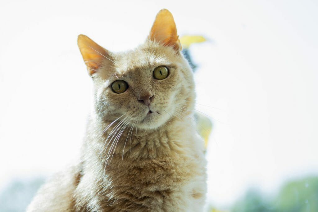 An orange cat sits in a ray of sunshine at Tabby's Place, a cat sanctuary. The background is a blur of bright white, making the cat's orange ears glow.