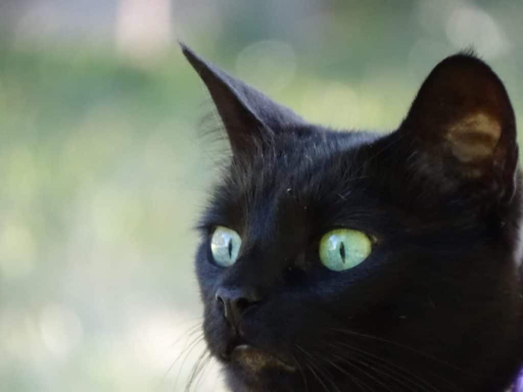 A closeup of a black cat with green eyes. The green background is blurred. 