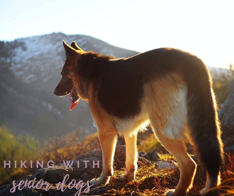 A German shepherd dog stands on a rocky outcropping with scrubby weeds overlooking a valley that rises into a snow-covered mountain. His tongue hangs out panting. The text overlay reads: hiking with senior dogs. 