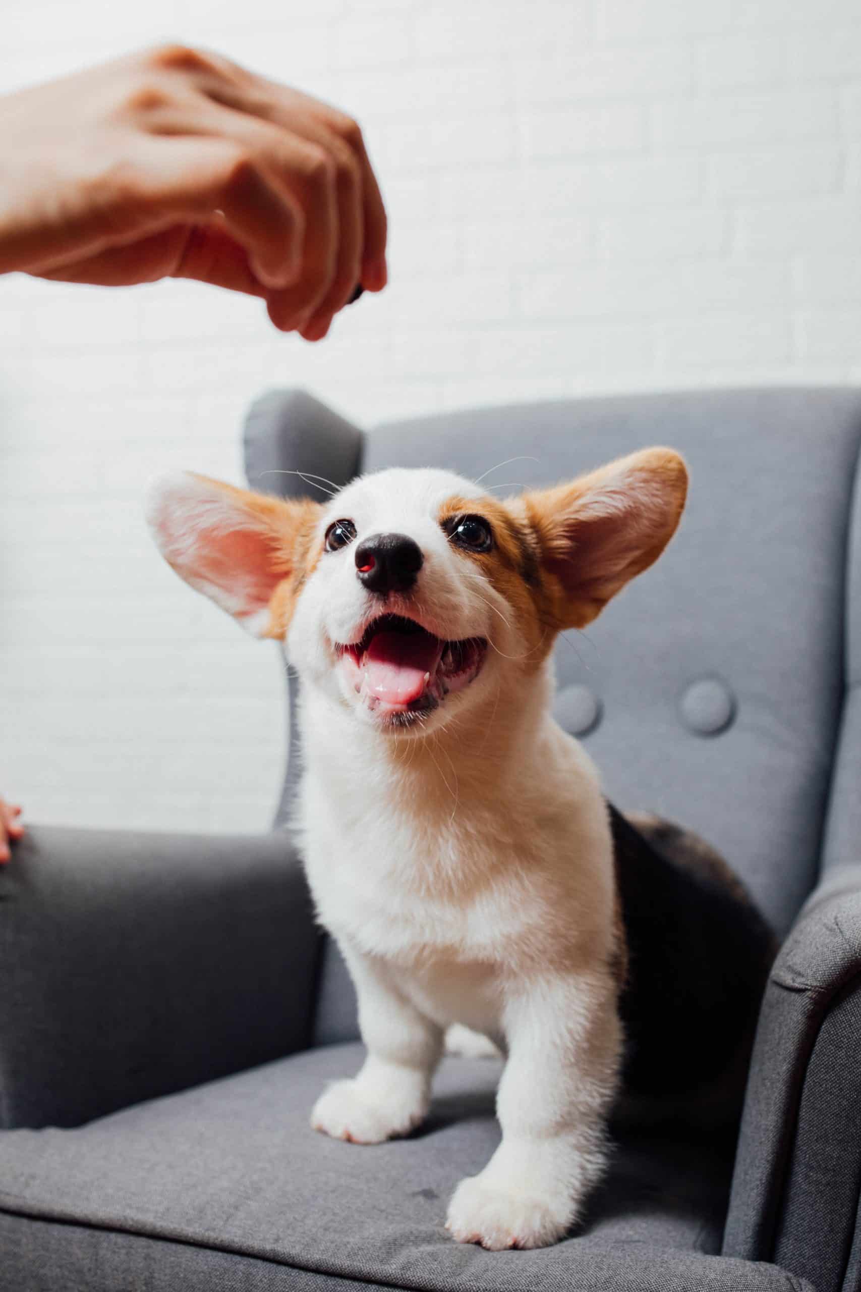 A brown and white corgi puppy sits on a gray arm chair. His mouth is open in a happy, loose smile. Above his head, a white man's hand holds out a treat, ready to give to the puppy.