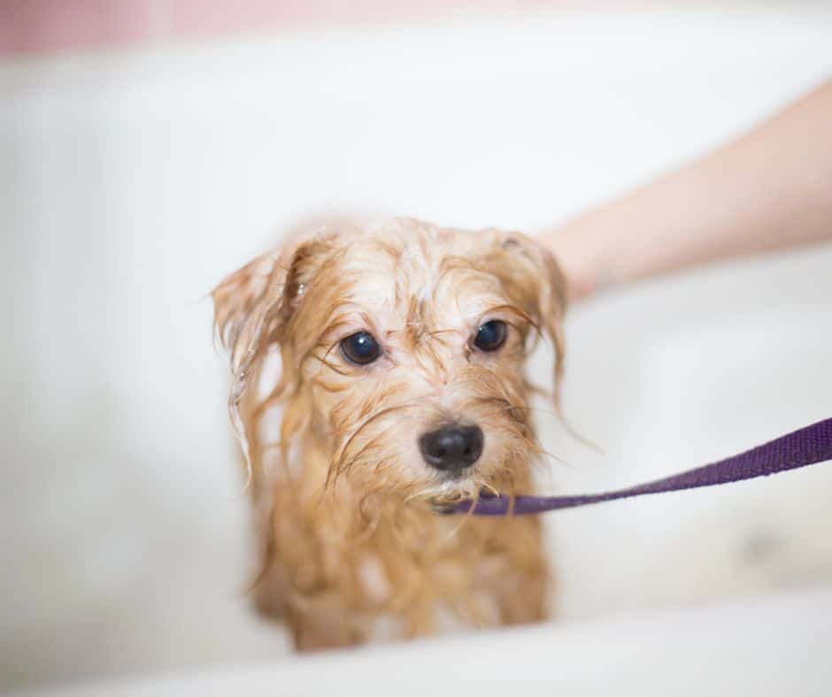 A small, scruffy, tan-colored puppy gets a wash in a bathtub. The puppy is in focus and the hand washing the puppy is out of focus. The puppy looks wet and unhappy and is clipped to a purple leash. 