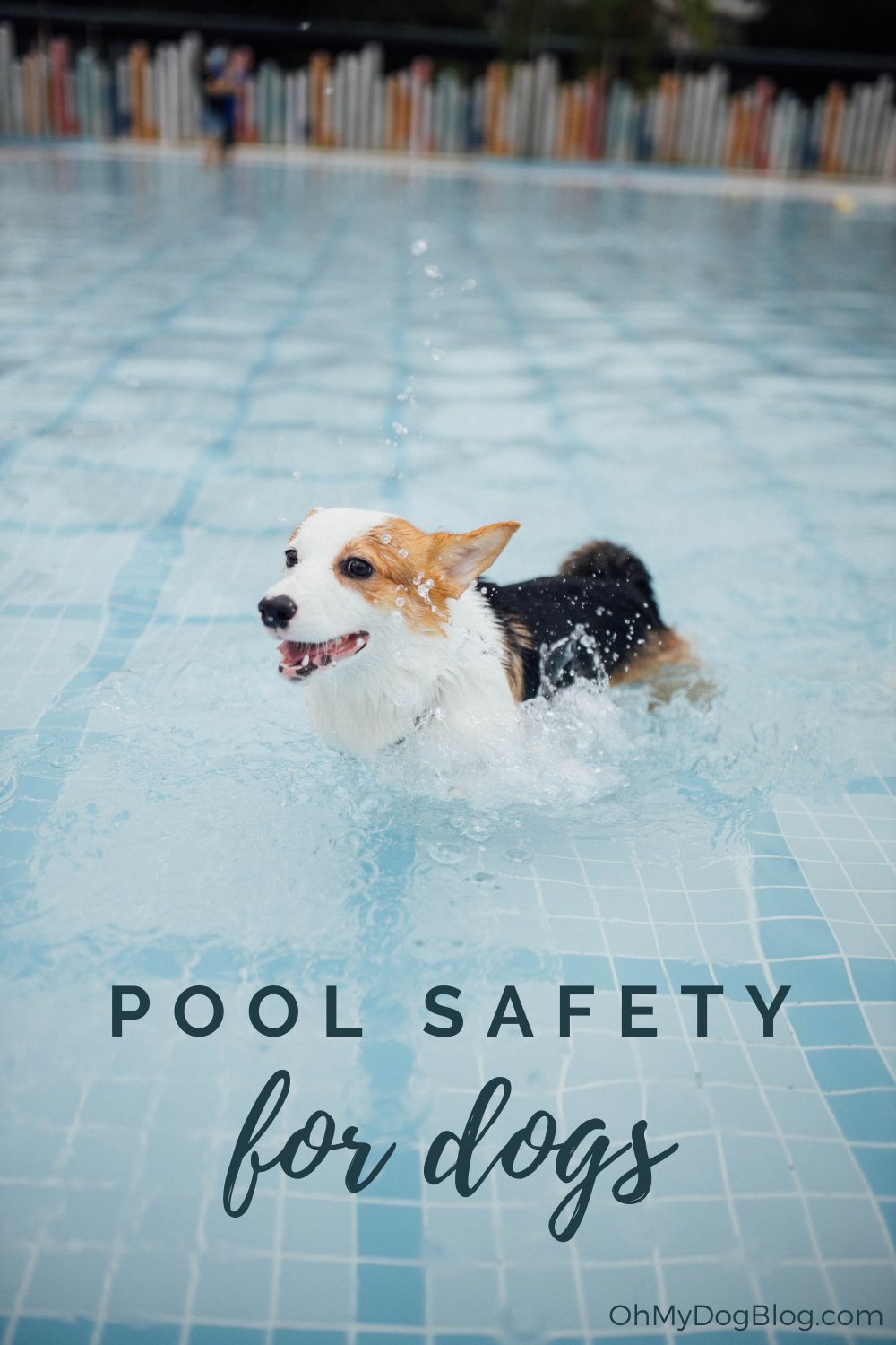 A Corgi with a white and brown coat paddles in a swimming pool. His mouth is open as he pants and his ears are back. In the background, an out-of-focus human holding a baby watches the dog swim. The text overlay reads: pool safety for dogs. 