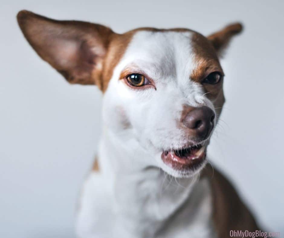 A white and tan small dog that looks like a terrier-Chihuahua mix is sitting against a light gray background. His lips are curled slightly up and to the left as if he's just been interrupted mid bark.