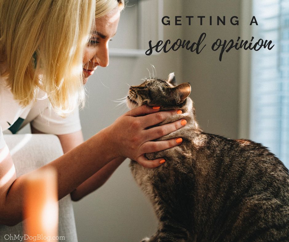A woman with short blonde hair and orange fingernails and wearing a white shirt examines a brown tabby cat. The text overlay reads: getting a second opinion
