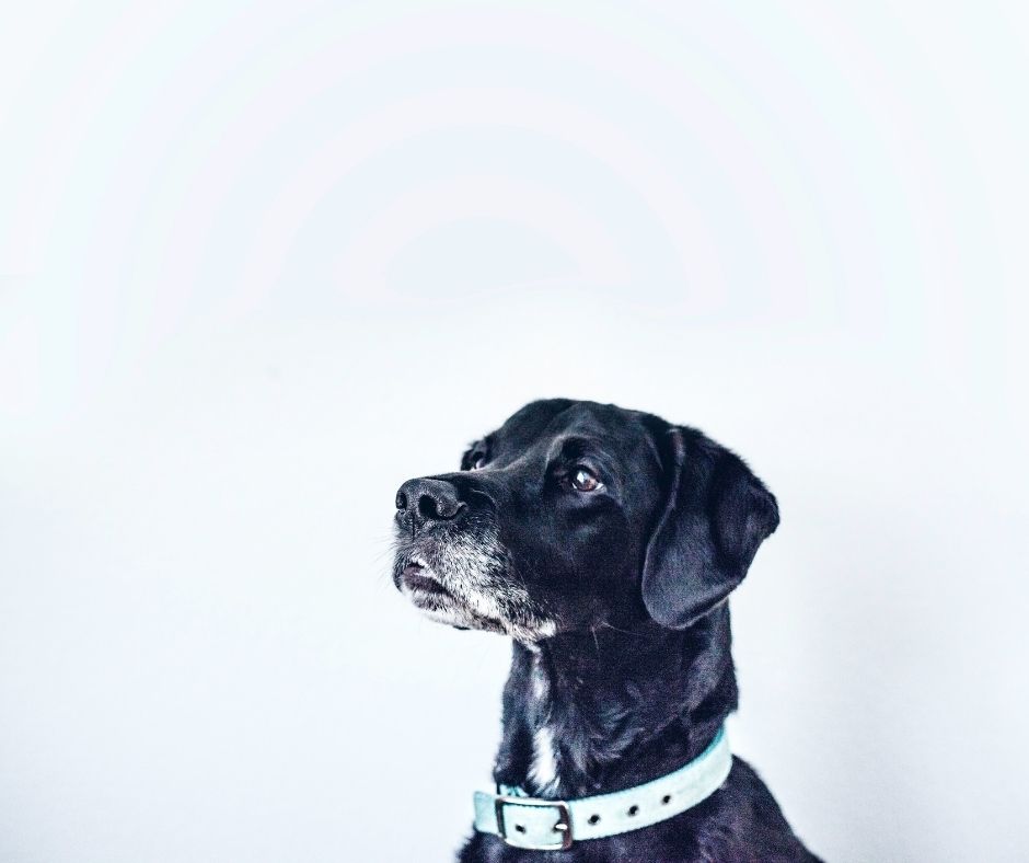 An elderly black lab with a white face sits at an angle away from the camera. He wears a blue collar. The background is light gray.