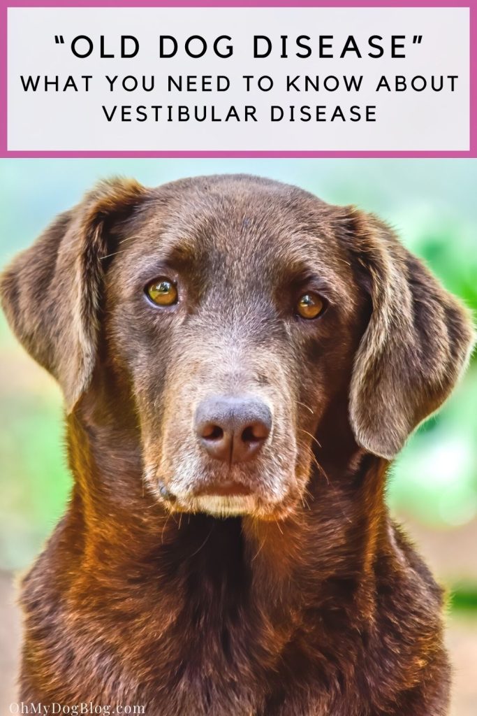 An elderly chocolate lab with a white face looks into the camera. The background is blurred out greens and browns, like the dog is sitting outside. Old dog disease: what you need to know about vestibular disease in senior dogs