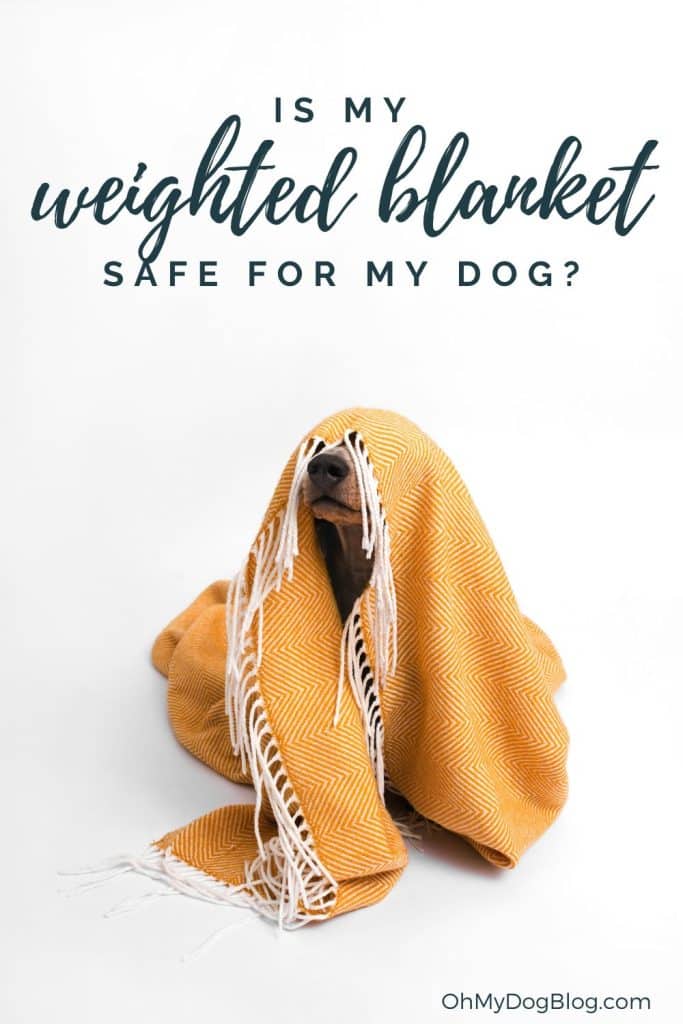 A brown and tan sausage dog is covered by a yellow and white chevron print blanket with white fringe. His nose is showing from underneath a layer of fringe. The text overlay reads: Is my weighted blanket safe for my dog? 